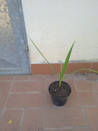 PIANTA PALMA WASHINGTONIA ROBUSTA h 25 30 cm