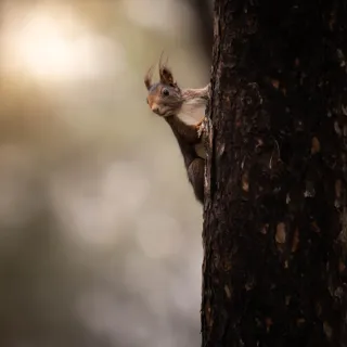 Objetivo Sigma 150-600mm Sony E