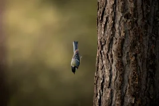 Objetivo Sigma 150-600mm Sony E