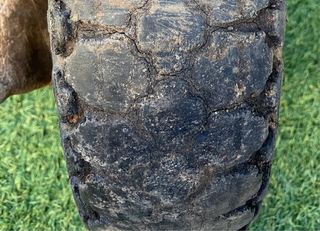 Ruota completa Piaggio Ape 4.00-8