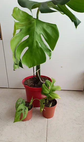 Lote de 3 Plantas Monstera