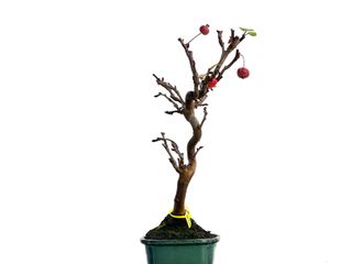 Malus Everest 3340 Bonsái