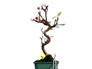 Malus Everest 3340 Bonsái