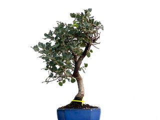 Bonsái Quercus Suber 3341