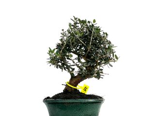 Olea Europaea Sylvestris Bonsai 3347