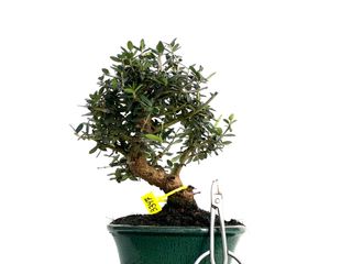 Olea Europaea Sylvestris Bonsai 3347