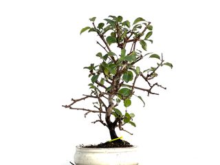 Bonsái Prunus Mahaleb 3342