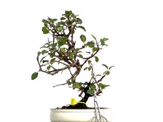 Bonsái Prunus Mahaleb 3342