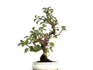 Bonsái Prunus Mahaleb 3346