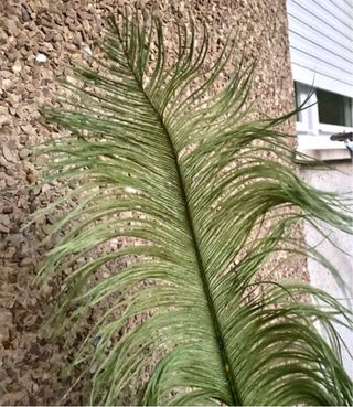 Pack 30 Plumas Decorativas Verdes y Rosas