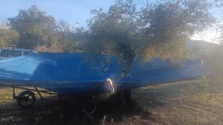 Recolector de aceitunas