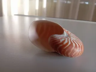 Concha caracola Nautilus
