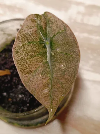 Alocasia Polly Pink Variegata