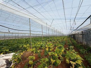 Terreno en venta en Las Palmeras-Dehesilla en Sanlúcar de Barrameda