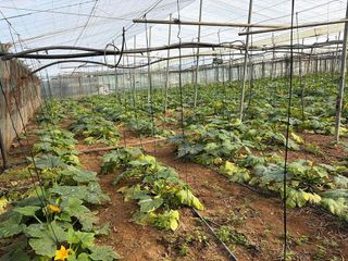 Terreno en venta en Las Palmeras-Dehesilla en Sanlúcar de Barrameda