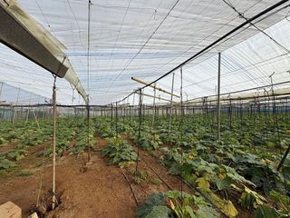 Terreno en venta en Las Palmeras-Dehesilla en Sanlúcar de Barrameda