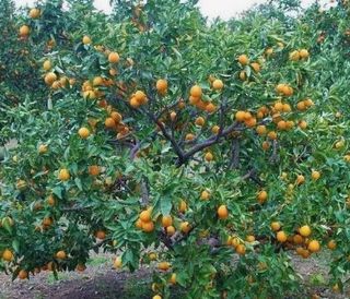 Terreno en venta en Plaça Eliptica-Republica Argentina-Germanies en Gandia