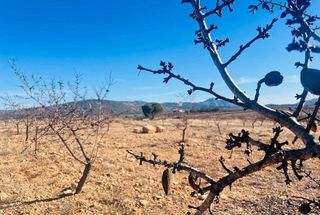 Solar en venta en Pinós