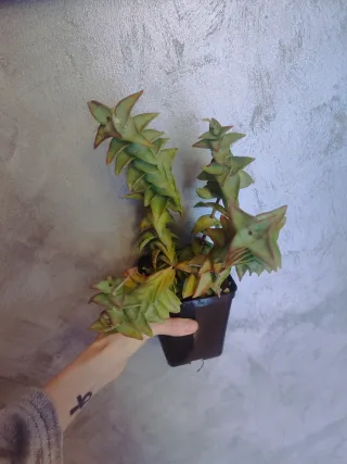 Crassula planta suculenta