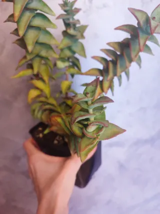Crassula planta suculenta