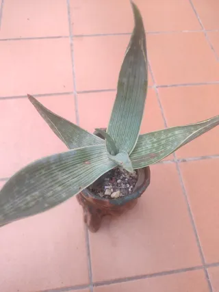 Aloe karasbergensis