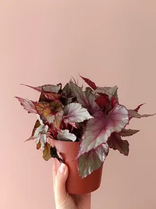 Begonia Rex Planta
