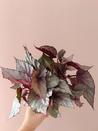 Begonia Rex Planta