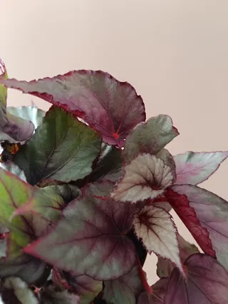 Begonia Rex Planta