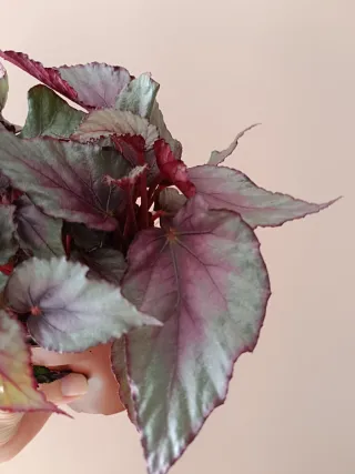 Begonia Rex Planta