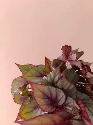 Begonia Rex Planta