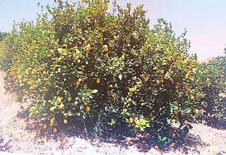 Terreno en venta en Álora