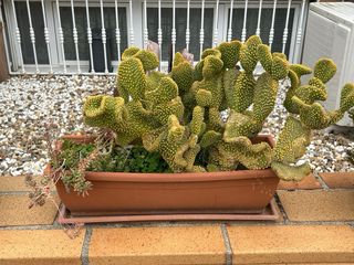 Jardineras con cactus y crasas variadas.