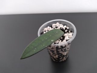 Hoya Lyi (China)