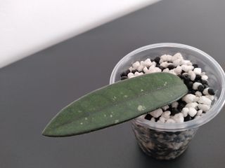 Hoya Lyi (China)