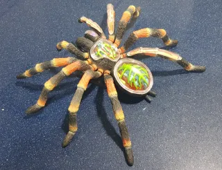 Tarántula 4D Vision Anatomía