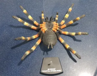 Tarántula 4D Vision Anatomía