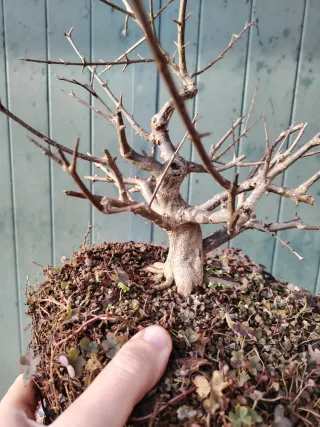 Bonsai Nejikan Shoin