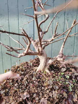 Bonsai Nejikan Shoin