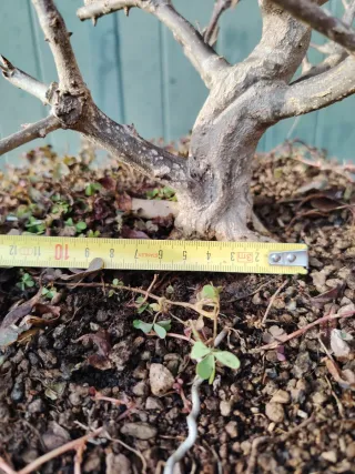 Bonsai Nejikan Shoin