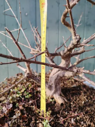 Bonsai Nejikan Shoin