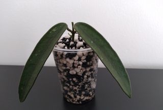Hoya Lyi (China)