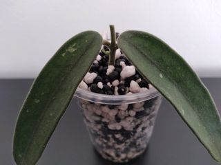 Hoya Lyi (China)