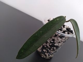 Hoya Lyi (China)