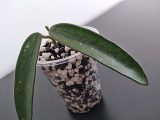 Hoya Lyi (China)