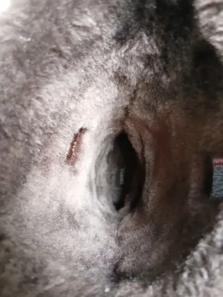 Botas Camper Marrones Talla 39