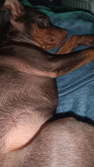 Perro Mini Pinscher mezclado con doberman