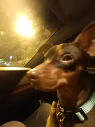Perro Mini Pinscher mezclado con doberman