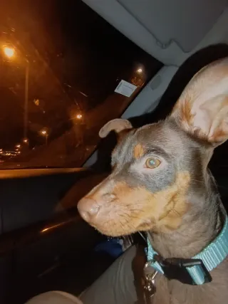 Perro Mini Pinscher mezclado con doberman