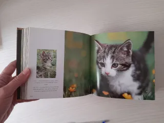 SOLO ENVÍO Libro fotos gatos