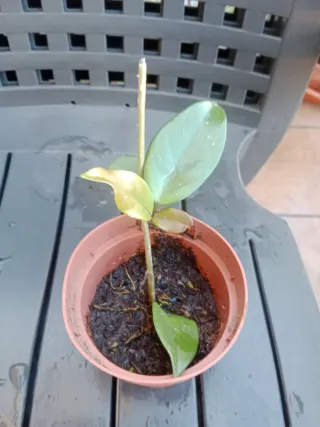 Hoya Carnosa Flor de Cera Planta